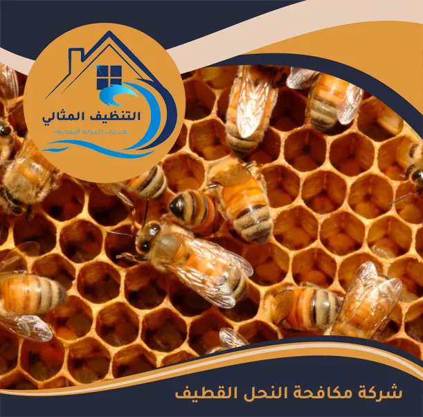 شركة مكافحة النحل القطيف
